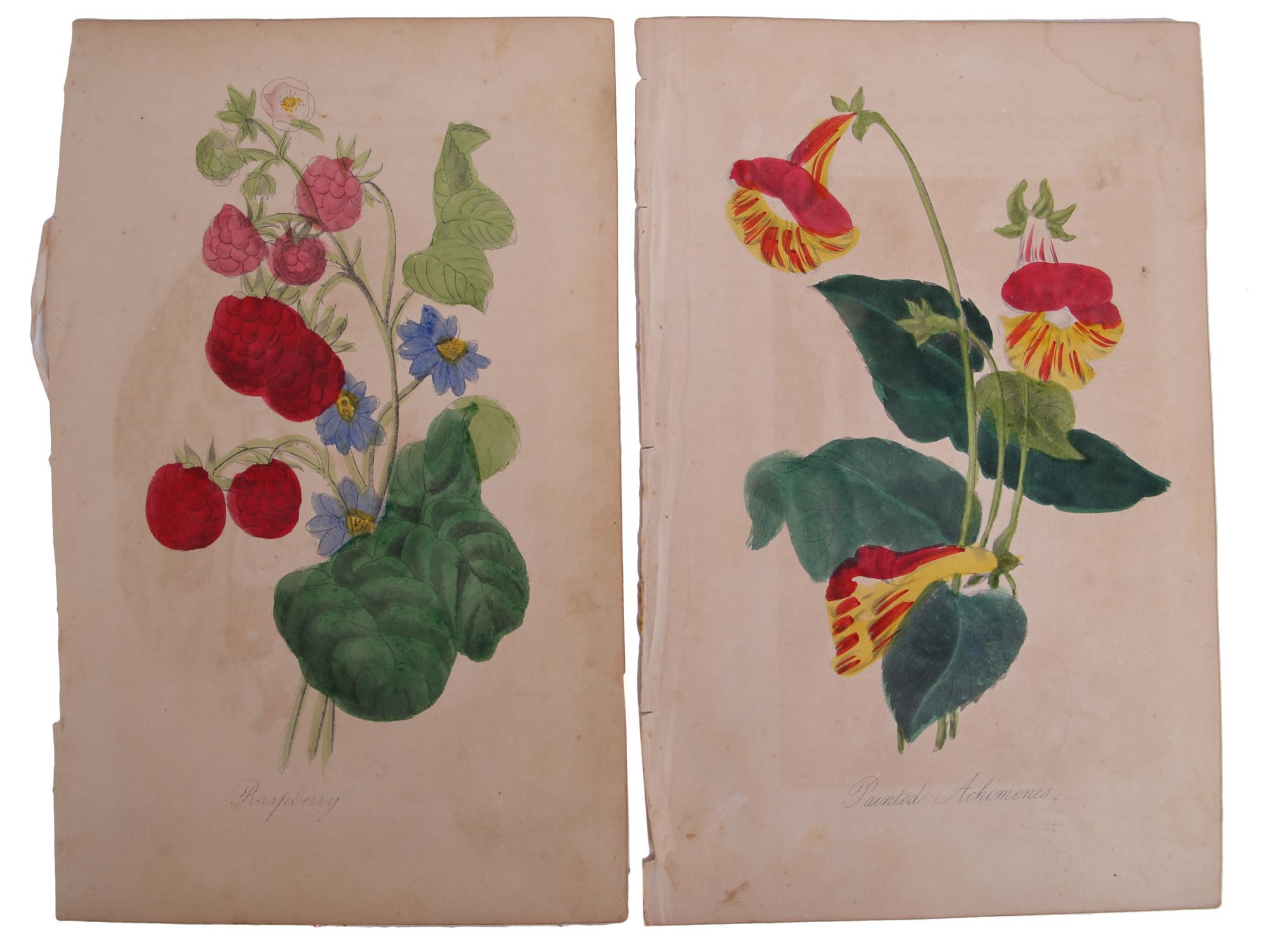 ANTIQUE 19 CENTURY HANDPAINTED ENGRAVINGS FLOWERS PIC-4